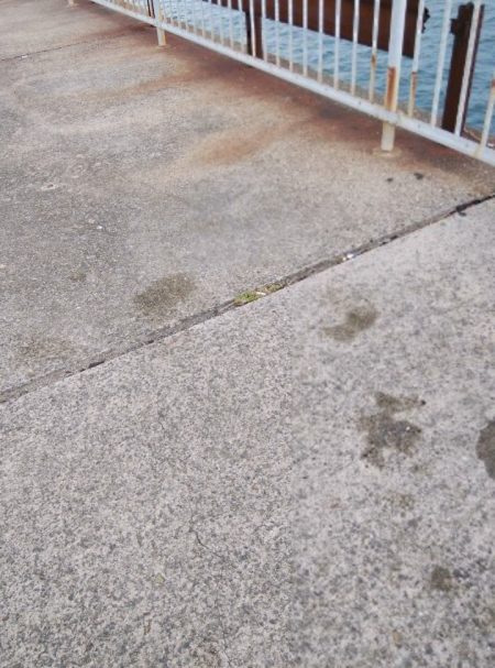 タチウオハズレ年か!?遅いだけか!?