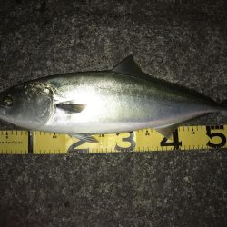 初場所でミノー!62cmハマチ?メジロ!?