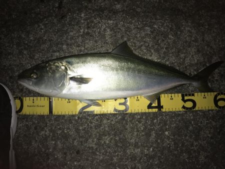 初場所でミノー!62cmハマチ?メジロ!?