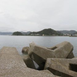 人生初の青物ゲット!