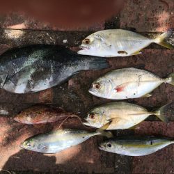 コアジ大漁80匹