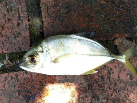 コアジ66匹　メッキ