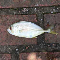 コアジ53匹、メッキ1匹