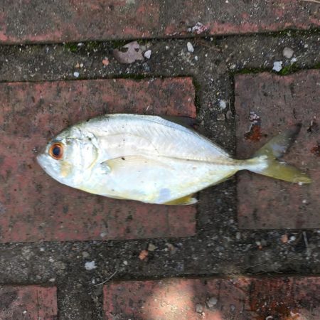 コアジ53匹、メッキ1匹