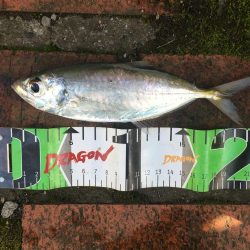 コアジ大漁80匹