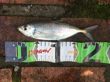 コアジ大漁80匹