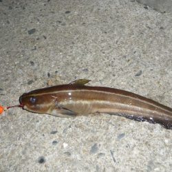 太刀F4でも長さはF2;;