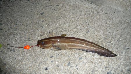 太刀F4でも長さはF2;;