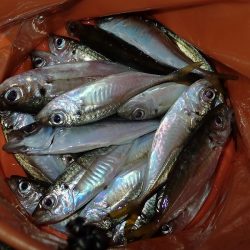 予報はずれて爆風でした・・・。