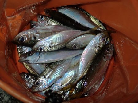 予報はずれて爆風でした・・・。