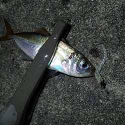 無風のち爆風のアジング