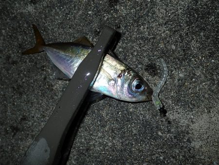 無風のち爆風のアジング