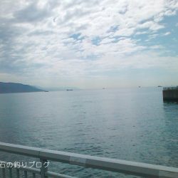 サヨリ入れ食い