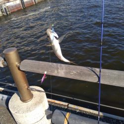 ダイソーショアジギング