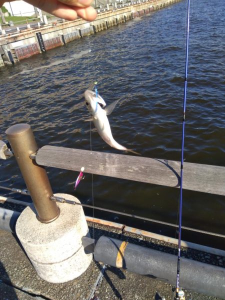 ダイソーショアジギング