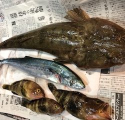 マゴチ・サゴシ