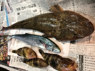 マゴチ・サゴシ