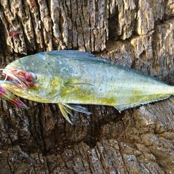 上向きになってきた。