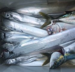 博栄丸 釣果