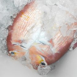 こうゆう丸 釣果