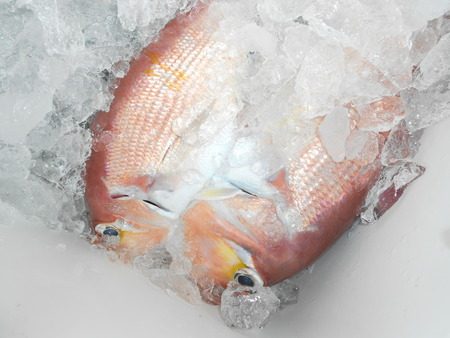 こうゆう丸 釣果