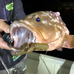 Magic（マジック） 釣果