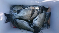 まこと渡船 釣果