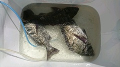 まこと渡船 釣果