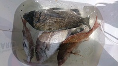 まこと渡船 釣果