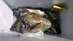 まこと渡船 釣果