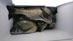 まこと渡船 釣果