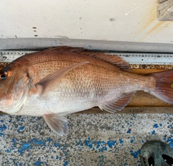 幸吉丸 釣果