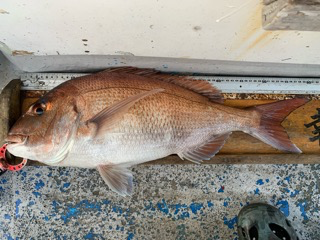 幸吉丸 釣果