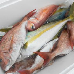 こうゆう丸 釣果