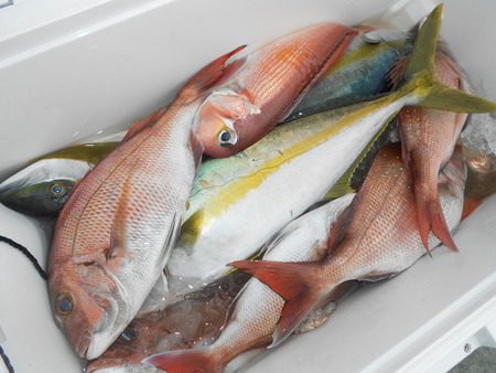 こうゆう丸 釣果