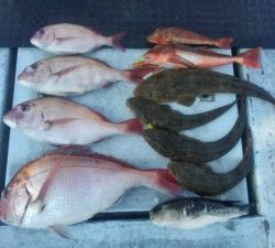 東京湾探釣隊ぼっち 釣果