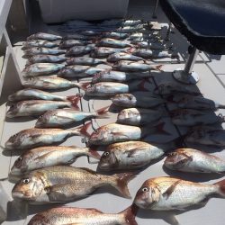 フィッシングボートACE(エース) 釣果