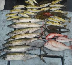 東京湾探釣隊ぼっち 釣果