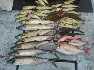 東京湾探釣隊ぼっち 釣果