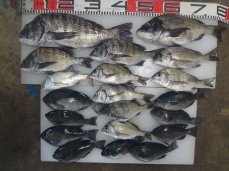 のとじま臨海公園海づりセンター 釣果