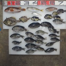 のとじま臨海公園海づりセンター 釣果