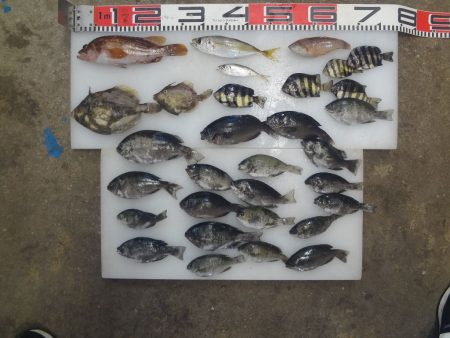 のとじま臨海公園海づりセンター 釣果