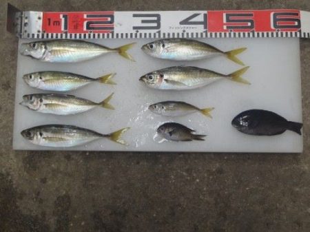 のとじま臨海公園海づりセンター 釣果