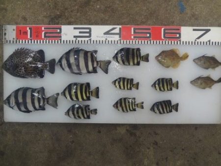 のとじま臨海公園海づりセンター 釣果