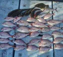 東京湾探釣隊ぼっち 釣果