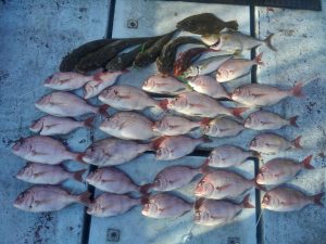 東京湾探釣隊ぼっち 釣果