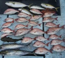 東京湾探釣隊ぼっち 釣果