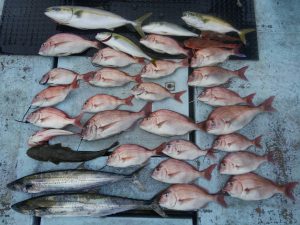 東京湾探釣隊ぼっち 釣果