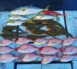 東京湾探釣隊ぼっち 釣果