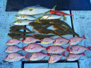東京湾探釣隊ぼっち 釣果